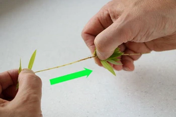 Effeuiller des herbes