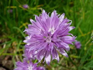 Les fleurs de ciboulette