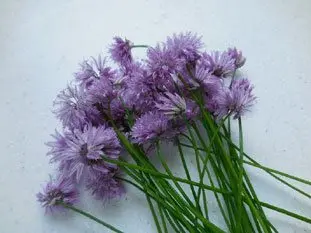 tiges des fleurs de ciboulette