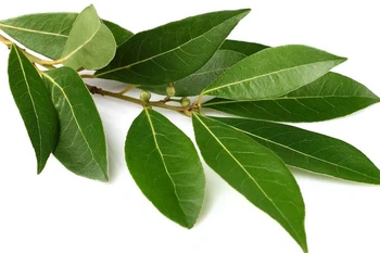 Ajouter une feuille de laurier