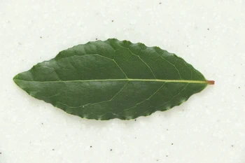 feuille de laurier intacte