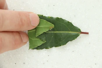 feuille de laurier pliée