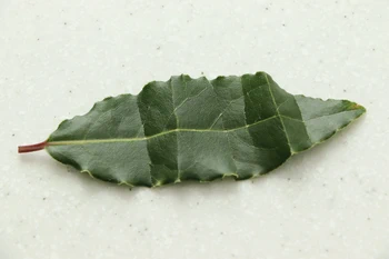 feuille de laurier brisée