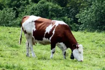 vaches montbéliardes