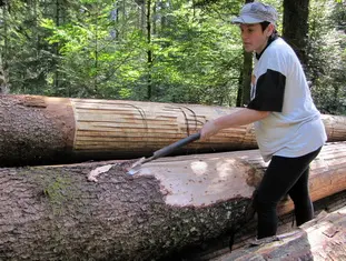 sanglière au travail