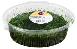 persil haché en boite