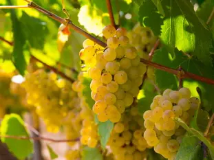 raisins du cépage savagnin