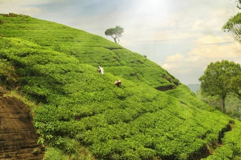 Quelles sont les caractéristiques du thé Darjeeling ?