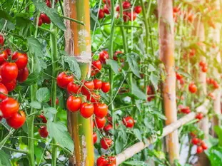 Utiliser ses tomates du jardin pour faire des sauces