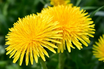 Fleurs de pissenlits