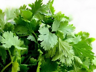 coriandre