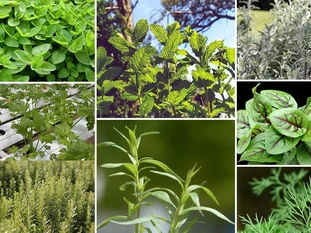 Les herbes en cuisine