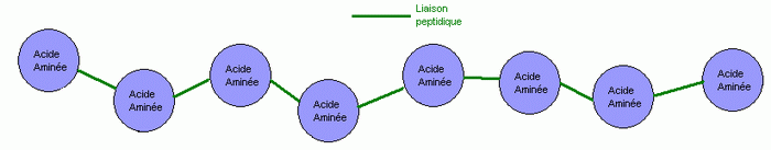 liaisons peptidiques