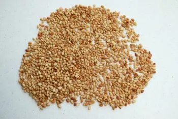 Pesto d'oseille : Étape 2