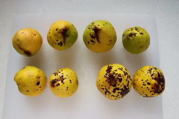 Gelée de coings : Étape 1