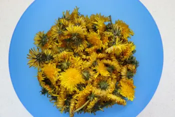 Gelée de fleurs de pissenlits : Étape 1