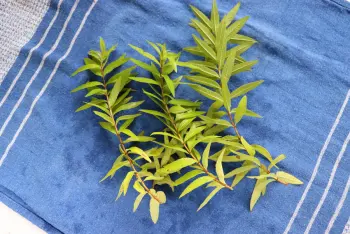 Flan à la verveine : Étape 1