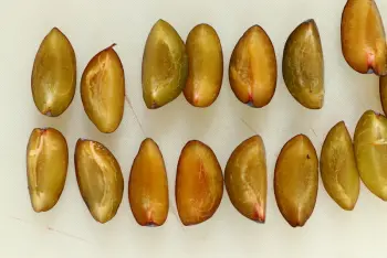 Tarte de fin d'été, prunes et abricots : Étape 1