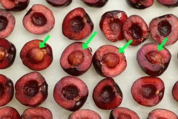 Tarte aux cerises : Étape 4