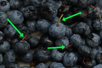 Tarte aux myrtilles : Étape 4