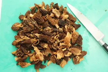 Gratin de pommes de terre aux morilles et vin jaune : Étape 5