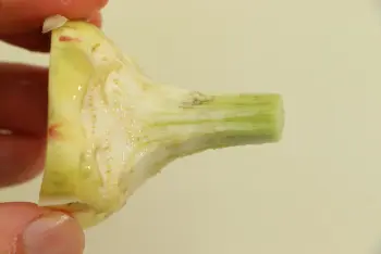 Artichauts violets à la romaine : Étape 3