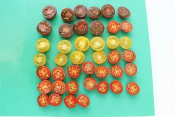 Tartines gratinées aux courgettes et tomates : Étape 5