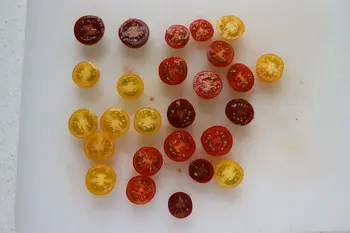 Salade de tomates cerises et haricots verts : Étape 1