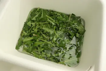 Salade de pissenlits : Étape 1