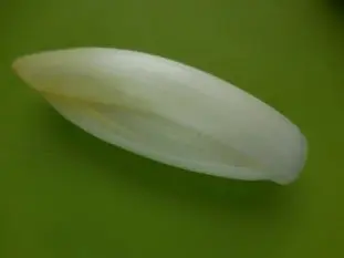 Salades d'endives aux noix : Étape 3