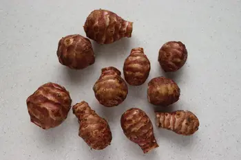 Comment préparer des topinambours : Étape 1