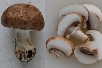 Comment préparer des champignons frais