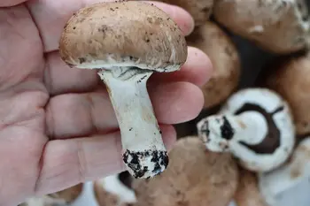 Comment préparer des champignons frais : Étape 1