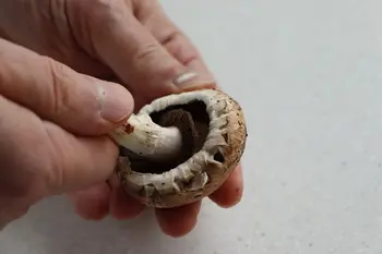 Comment préparer des champignons frais : Étape 2