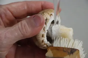 Comment préparer des champignons frais : Étape 6
