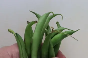 Comment préparer des haricots verts : Étape 5
