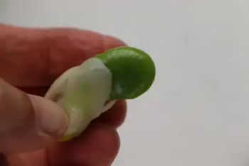 Comment préparer des fèves : Étape 6