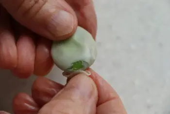 Comment préparer des fèves : Étape 7