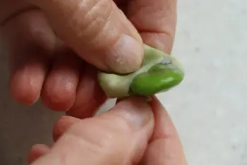 Comment préparer des fèves : Étape 8