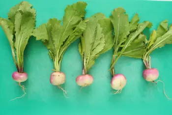 Comment préparer des navets : Étape 1