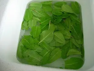 Comment préparer de l'oseille : Étape 1