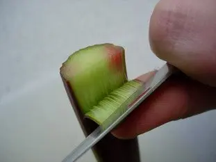 Comment préparer de la rhubarbe : Étape 2