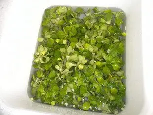 Comment préparer de la mâche : Étape 2