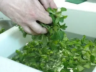 Comment préparer de la mâche : Étape 4