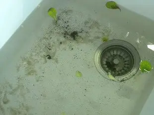 Comment préparer de la mâche : Étape 5