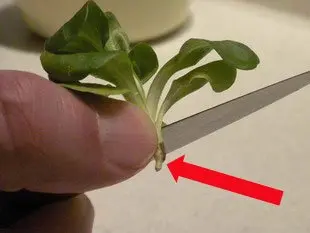 Comment préparer de la mâche : Étape 6