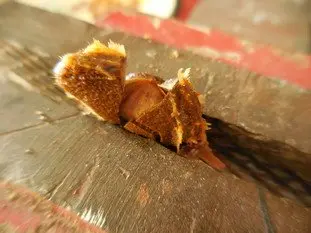 Il ne faut pas jeter les noyaux d'abricots : Étape 2