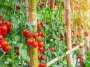 Utiliser ses tomates du jardin pour faire des sauces