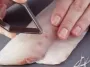 Enlever les arêtes du poisson