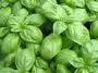 Basilic